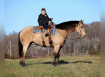 Draft Horse, Gelding, 10 years, Buckskin