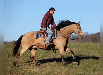Draft Horse, Gelding, 10 years, Buckskin