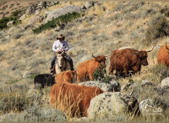 Draft Horse Mix, Gelding, 10 years, Buckskin