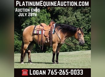 Draft Horse, Gelding, 10 years, Buckskin