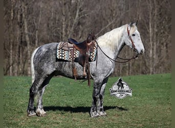 Draft Horse Mix, Gelding, 10 years, Grey