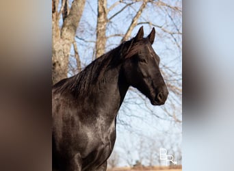 Draft Horse, Gelding, 10 years, Roan-Blue