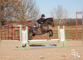Draft Horse, Gelding, 10 years, Roan-Blue