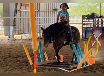 Draft Horse, Gelding, 11 years, 12,3 hh, Bay