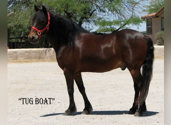 Draft Horse, Gelding, 11 years, 12,3 hh, Bay