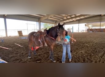 Draft Horse, Gelding, 11 years, 12,3 hh, Bay