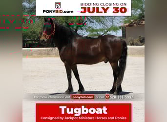 Draft Horse, Gelding, 11 years, 12,3 hh, Bay
