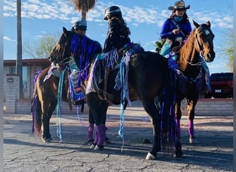 Draft Horse, Gelding, 11 years, 12,3 hh, Bay