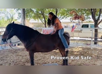 Draft Horse, Gelding, 11 years, 12,3 hh, Bay