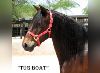 Draft Horse, Gelding, 11 years, 12,3 hh, Bay