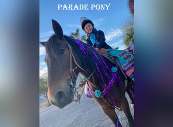 Draft Horse, Gelding, 11 years, 12,3 hh, Bay