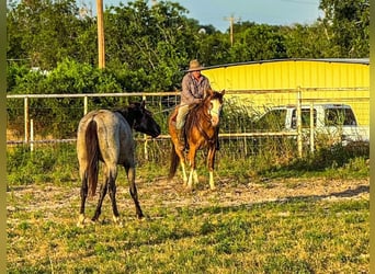 Draft Horse, Gelding, 11 years, 14,2 hh, Roan-Bay