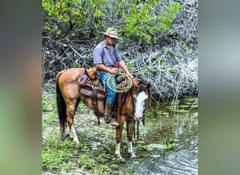 Draft Horse, Gelding, 11 years, 14,2 hh, Roan-Bay