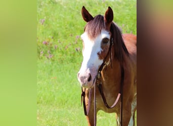 Draft Horse, Gelding, 11 years, 14,2 hh, Roan-Bay