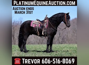 Draft Horse, Gelding, 11 years, 15,1 hh, Black