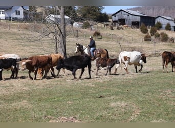 Draft Horse, Gelding, 11 years, 15,1 hh, Buckskin