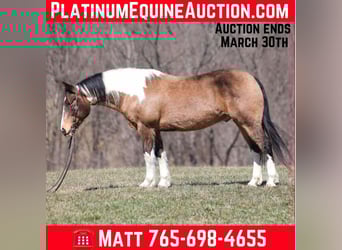 Draft Horse, Gelding, 11 years, 15.1 hh, Buckskin Draft Horse, Gelding, 11 years, 15.1 hh, Buckskin