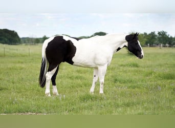 Draft Horse Mix, Gelding, 11 years, 15.2 hh, Pinto