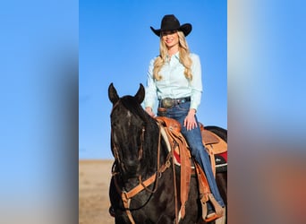 Draft Horse Mix, Gelding, 11 years, 15.2 hh, Roan-Blue