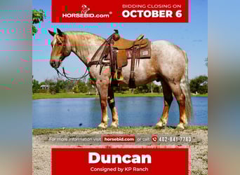 Draft Horse Mix, Gelding, 11 years, 15.2 hh, Roan-Red