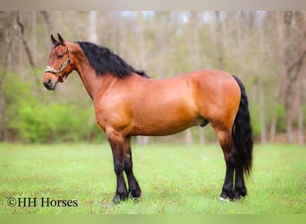 Draft Horse, Gelding, 11 years, 15.3 hh, Bay
