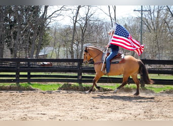 Draft Horse, Gelding, 11 years, 15,3 hh, Dun