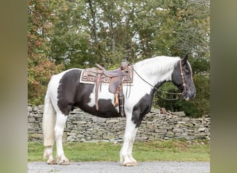 Draft Horse, Gelding, 11 years, 15,3 hh, Tobiano-all-colors