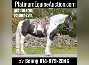 Draft Horse, Gelding, 11 years, 15,3 hh, Tobiano-all-colors