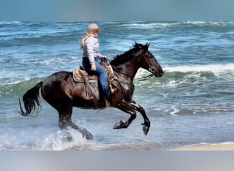Draft Horse, Gelding, 11 years, 15 hh, Black