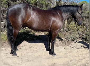 Draft Horse, Gelding, 11 years, 15 hh, Black