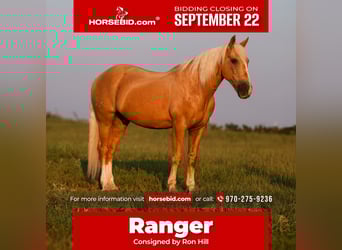 Draft Horse Mix, Gelding, 11 years, 15 hh, Palomino