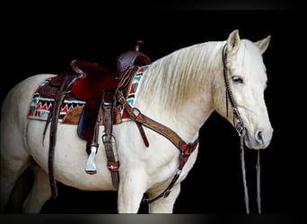 Draft Horse, Gelding, 11 years, 15 hh, Palomino