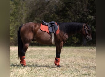 Draft Horse, Gelding, 11 years, 15 hh, Roan-Bay