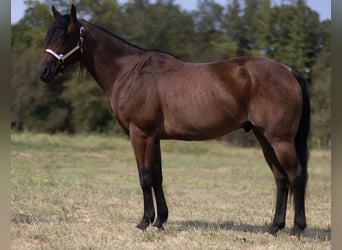 Draft Horse, Gelding, 11 years, 15 hh, Roan-Bay