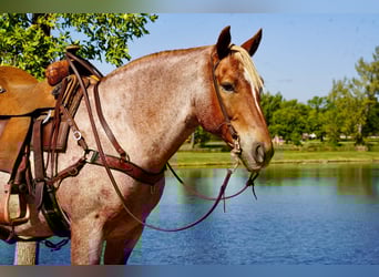 Draft Horse Mix, Gelding, 11 years, 15,2 hh, Roan-Red