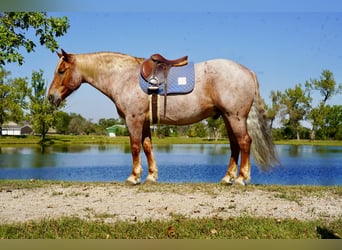 Draft Horse Mix, Gelding, 11 years, 15,2 hh, Roan-Red