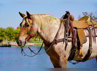 Draft Horse Mix, Gelding, 11 years, 15,2 hh, Roan-Red