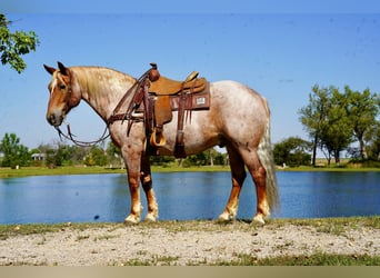 Draft Horse Mix, Gelding, 11 years, 15,2 hh, Roan-Red