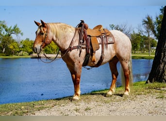 Draft Horse Mix, Gelding, 11 years, 15,2 hh, Roan-Red