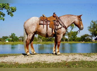 Draft Horse Mix, Gelding, 11 years, 15,2 hh, Roan-Red