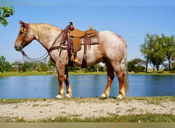 Draft Horse Mix, Gelding, 11 years, 15,2 hh, Roan-Red
