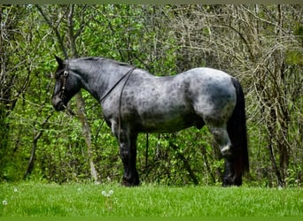 Draft Horse, Gelding, 11 years, 16.3 hh, Roan-Blue