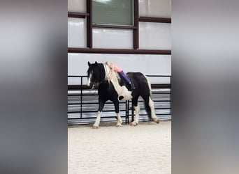 Draft Horse Mix, Gelding, 11 years, 16.3 hh, Tobiano-all-colors