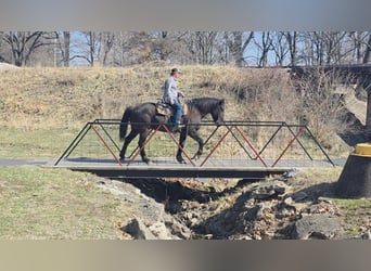 Draft Horse, Gelding, 11 years, 16 hh, Black