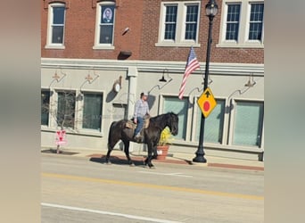 Draft Horse, Gelding, 11 years, 16 hh, Black