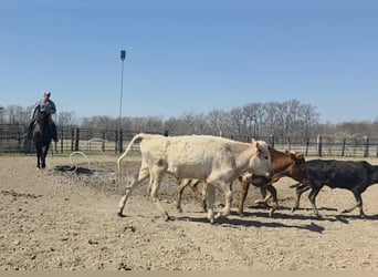 Draft Horse, Gelding, 11 years, 16 hh, Black