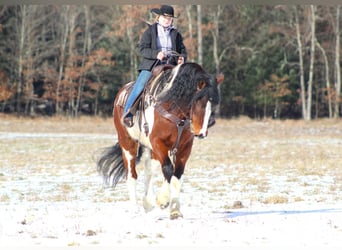 Draft Horse Mix, Gelding, 11 years, 16 hh, Pinto