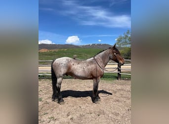 Draft Horse, Gelding, 11 years, 16 hh, Roan-Bay