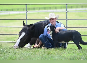 Draft Horse, Gelding, 11 years, 16,2 hh, Tobiano-all-colors