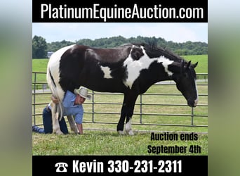 Draft Horse, Gelding, 11 years, 16,2 hh, Tobiano-all-colors